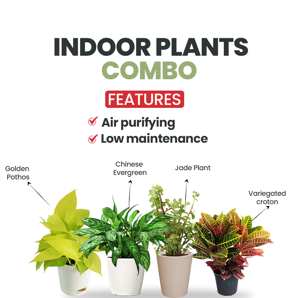 Set of 4 air purifying indoor plants