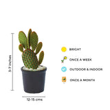 Bunny ears cactus – indoor succulent