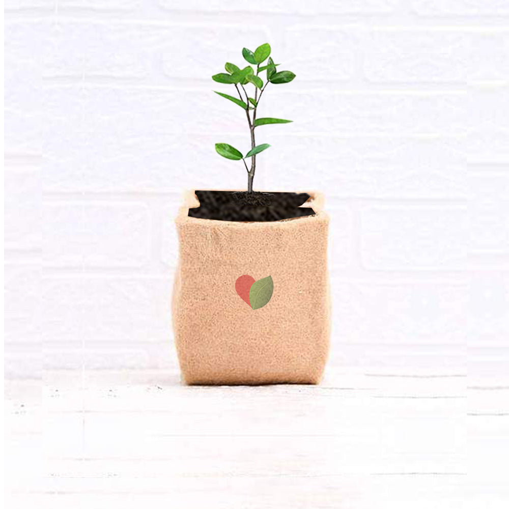 Jute fabric grow bag