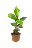 Almond plant sapling