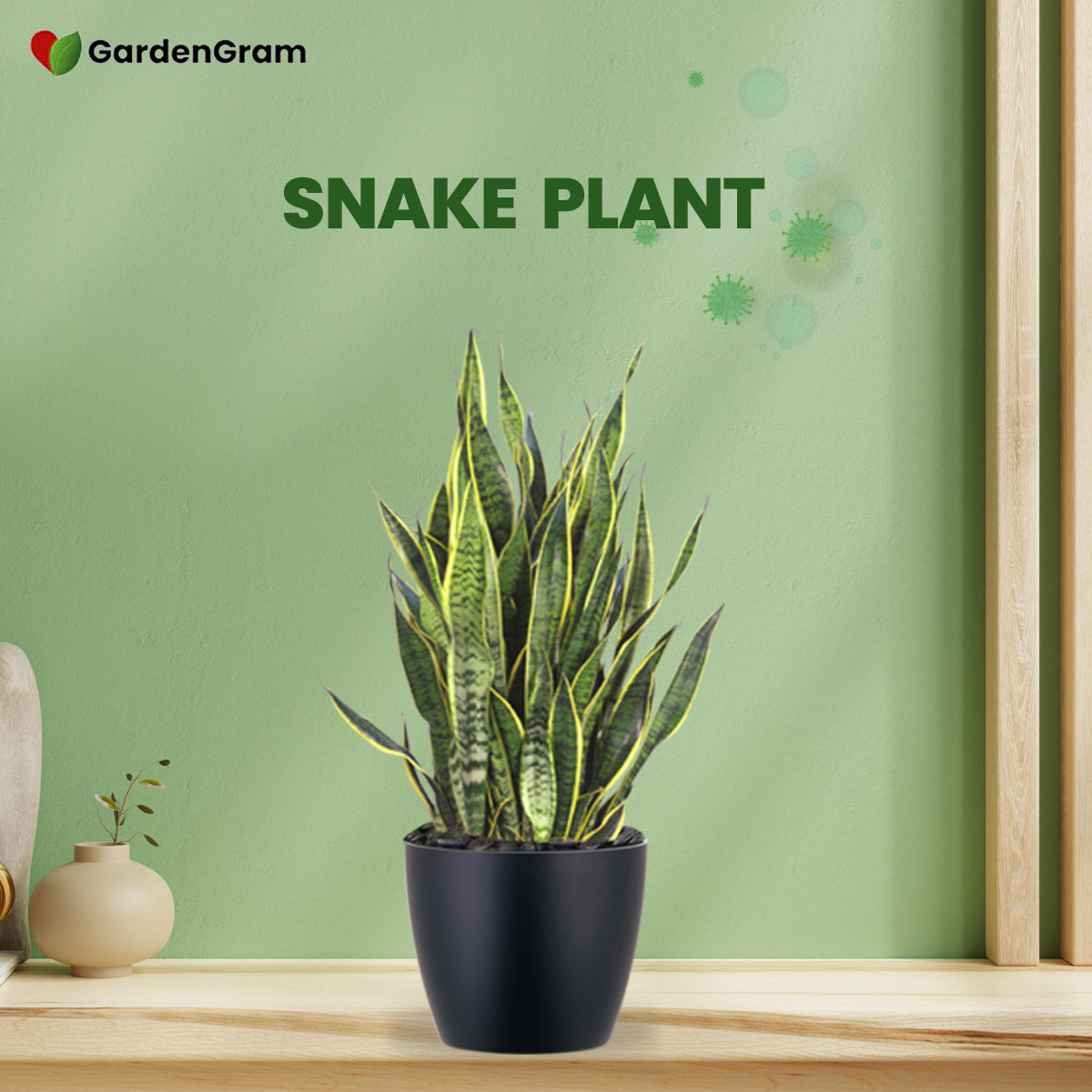 Air-cleaning plants combo