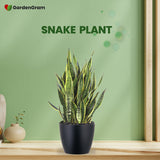 Air-cleaning plants combo