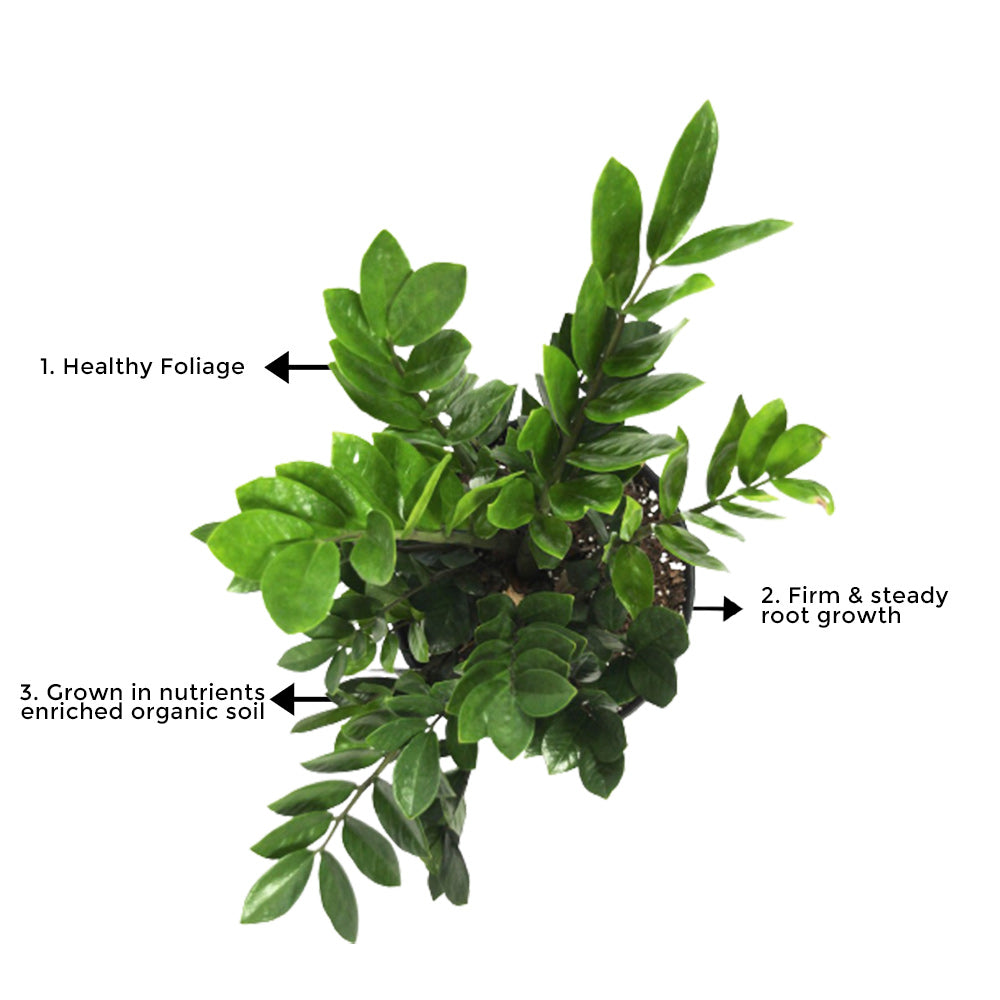 ZZ plant – white pot combo