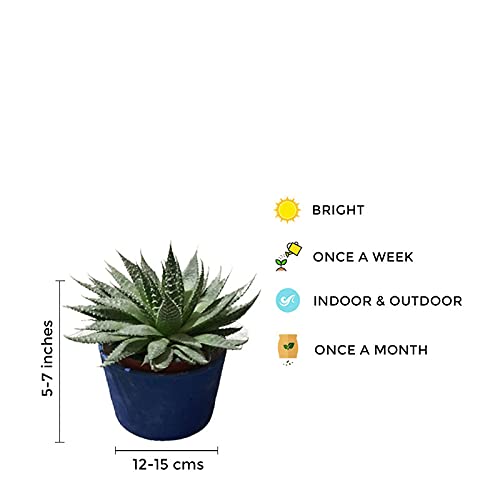 Haworthia air-purifying succulent