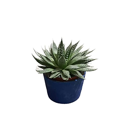 Haworthia air-purifying succulent
