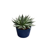 Haworthia air-purifying succulent