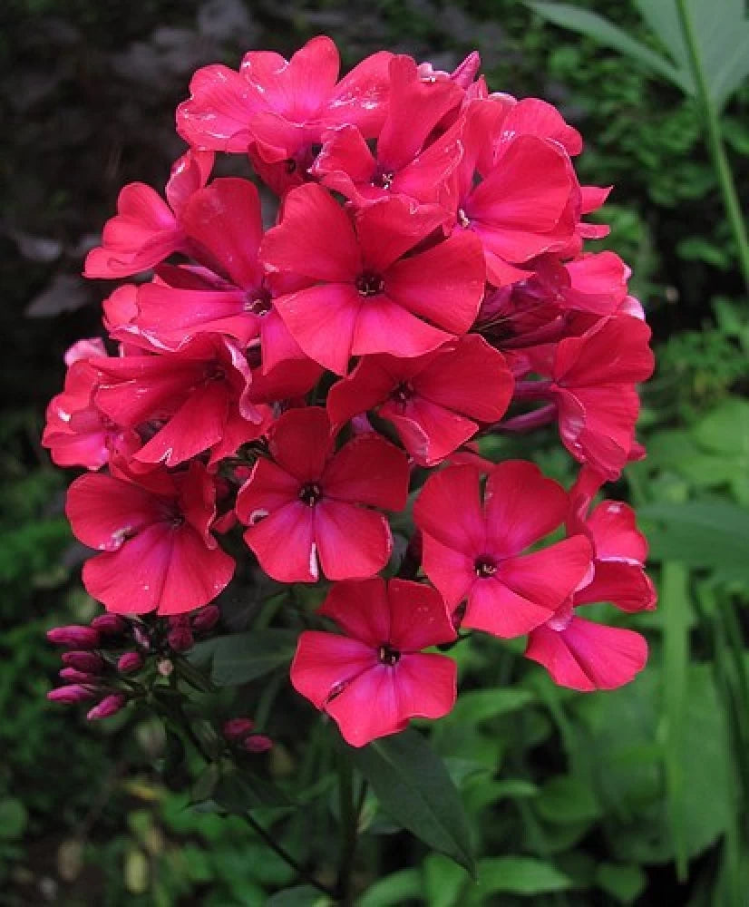 Phlox plant with colorful flowers
