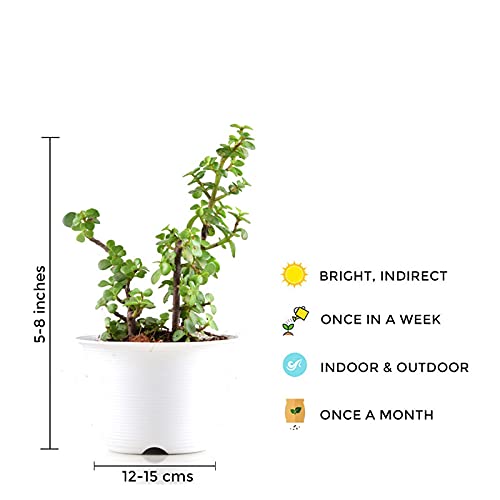 Lucky jade plant for gifting
