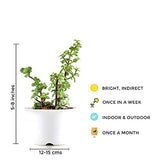 Lucky jade plant for gifting