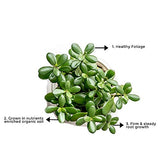 Lucky jade plant for gifting