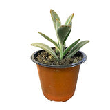 Kalanchoe plant for air quality