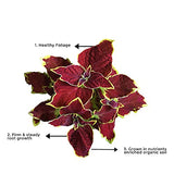 Coleus plant – maroon leaf variety