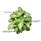 Syngonium indoor foliage plant