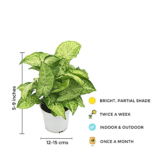 Syngonium indoor foliage plant