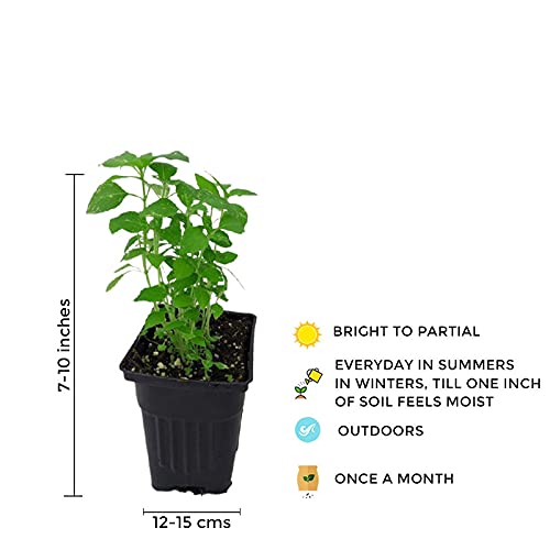 Tulsi (Holy Basil) indoor plant