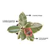 Variegated rubber tree for indoors