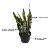 Sansevieria – snake plant