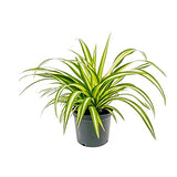 Large spider plant for indoor use