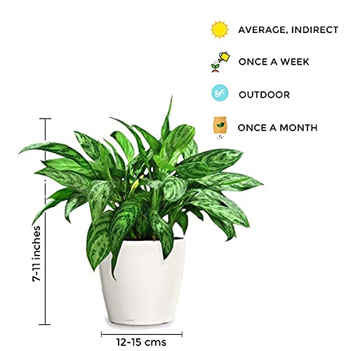Chinese evergreen plant – Aglaonema