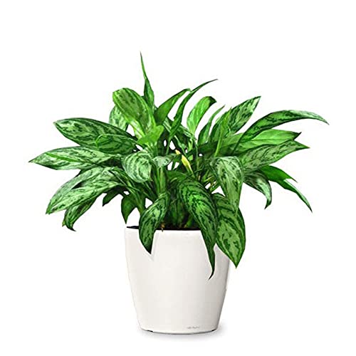 Chinese evergreen plant – Aglaonema