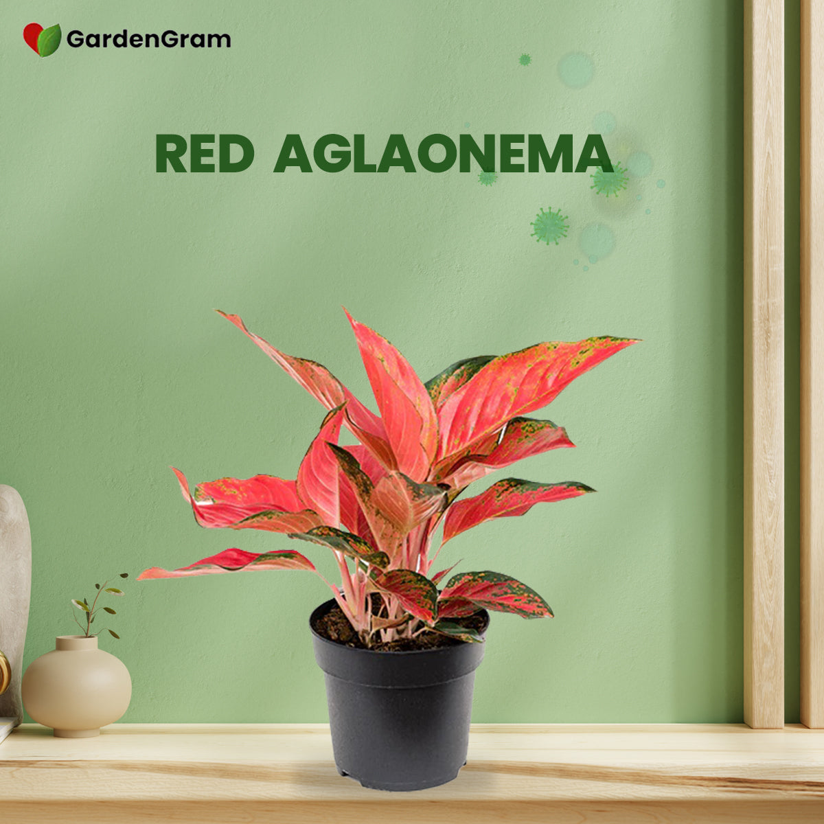 Air-cleaning plants combo