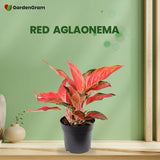 Air-cleaning plants combo