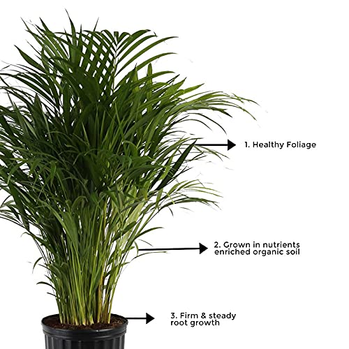 Areca Palm plant for indoors