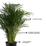 Areca Palm plant for indoors
