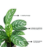 Chinese evergreen plant – Aglaonema