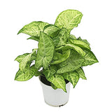 Syngonium indoor foliage plant