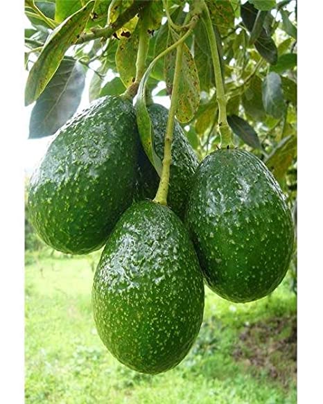 Avocado tree sapling - grafted variety