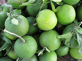 Mosambi citrus plant