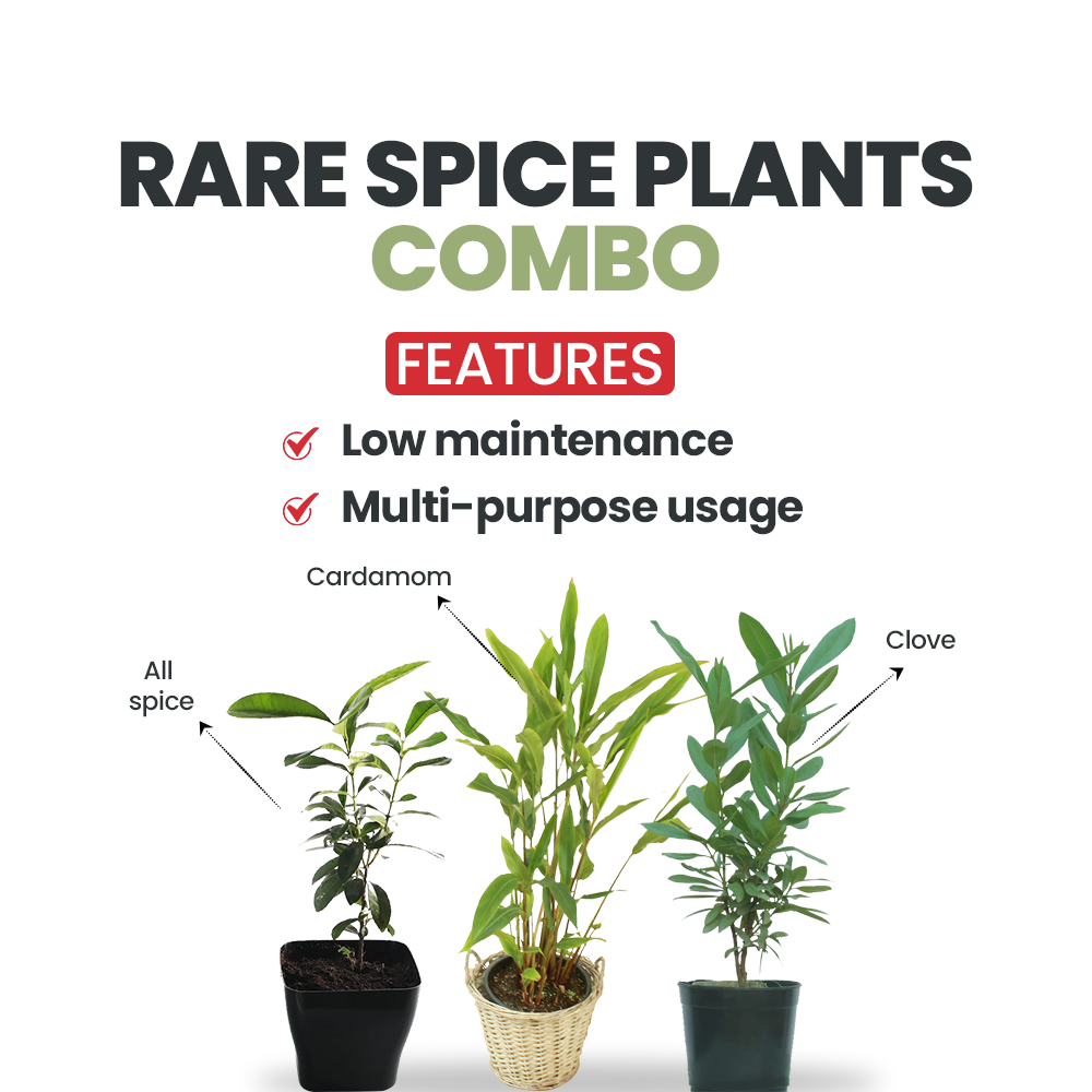 Rare spice plant gift set