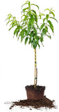 Peach fruit tree for backyard garden
