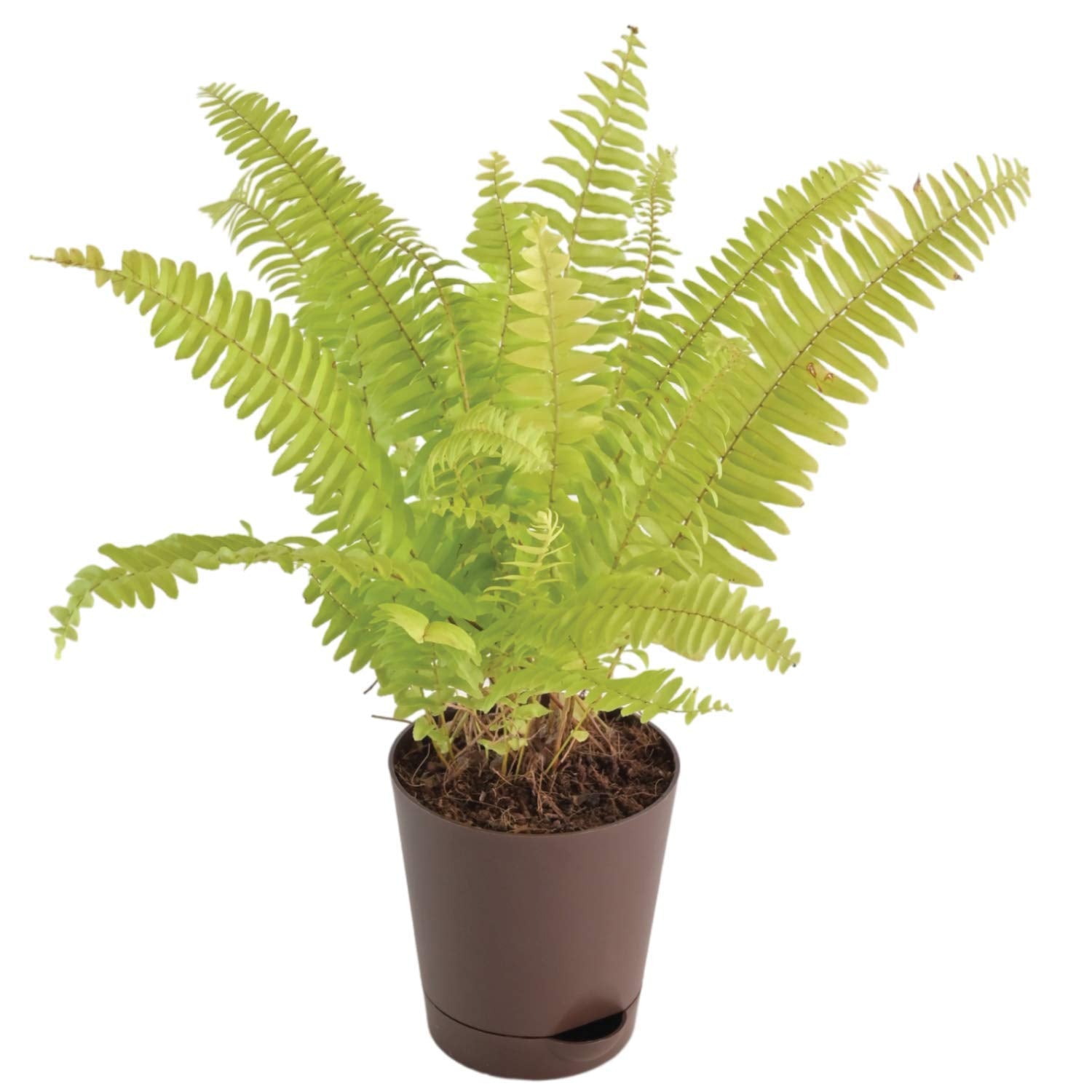 Indoor fern plant – low maintenance