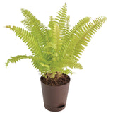 Indoor fern plant – low maintenance