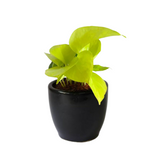 Happiness-themed plant combo
