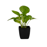 Happiness-themed plant combo