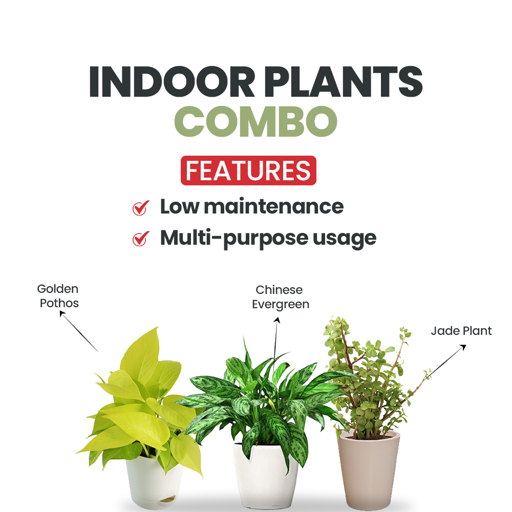 Pothos, Jade, Evergreen combo