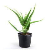 Aloe vera indoor plant