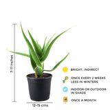 Aloe vera indoor plant