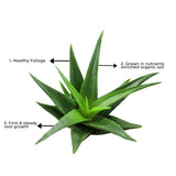 Aloe vera indoor plant