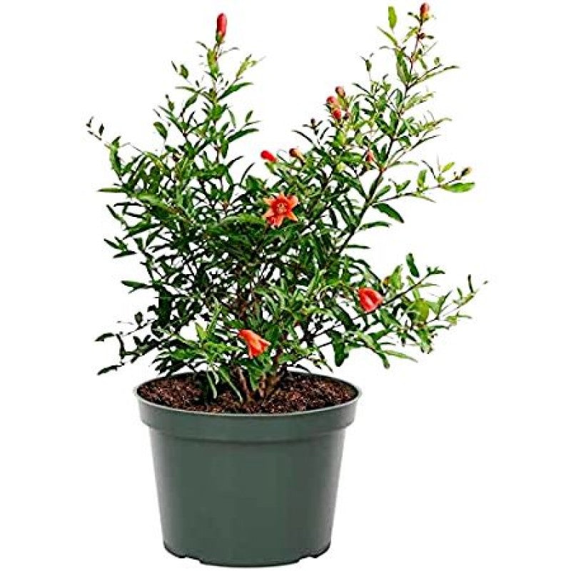 Anar (pomegranate) fruit plant