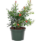 Anar (pomegranate) fruit plant