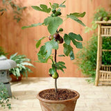 Fig plant (Anjeer) for home garden