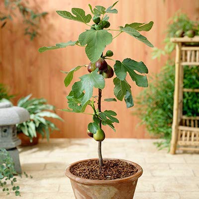 Anjeer (Fig) Plant – Gardengram