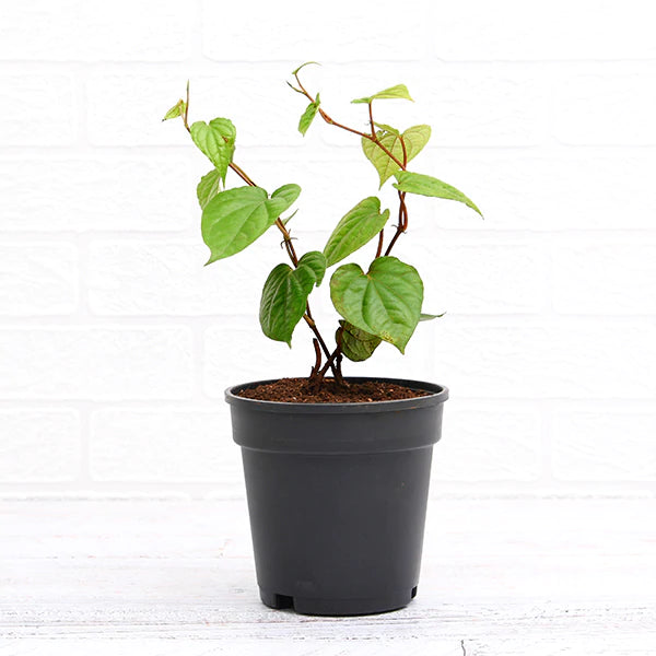 Betel leaf plant for home use