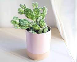 Desert cactus plant