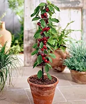 Cherry fruit tree for backyard planting
