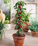 Cherry fruit tree for backyard planting